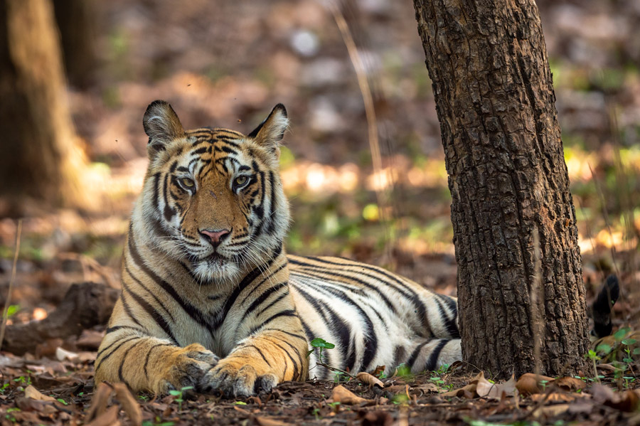 Panna National Tiger Reserve Package